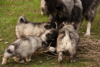 /album/fotogalerie-aglaia-alias-veena1/nemecky-vlci-spic-aglaia-465-jpg/